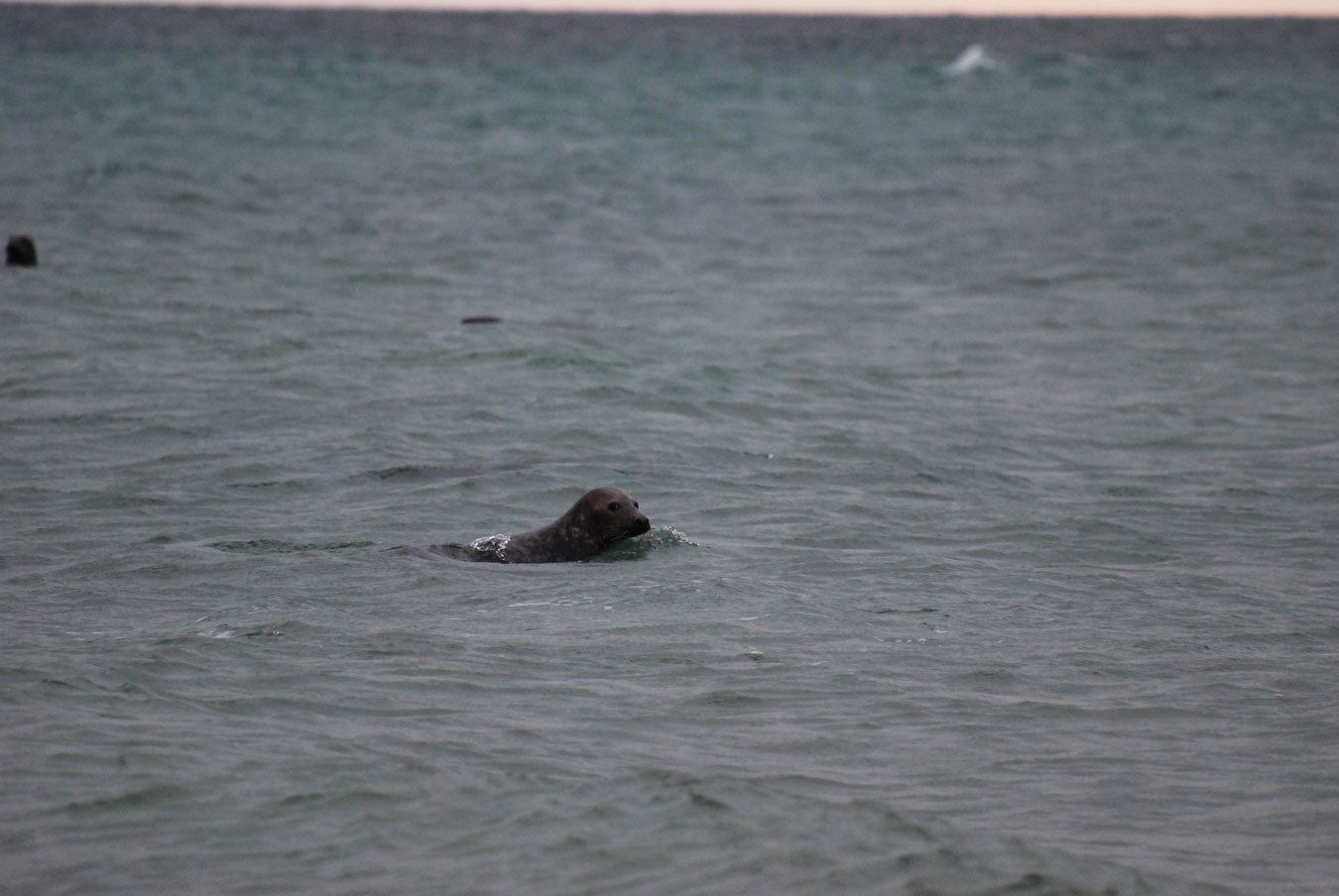 dsc_1311fx.jpg