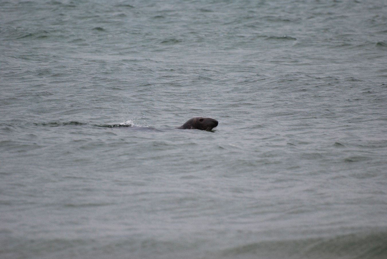 dsc_1356fx.jpg