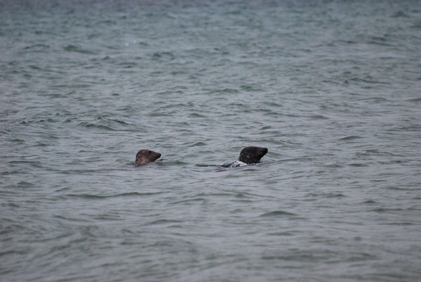 dsc_1359fx.jpg