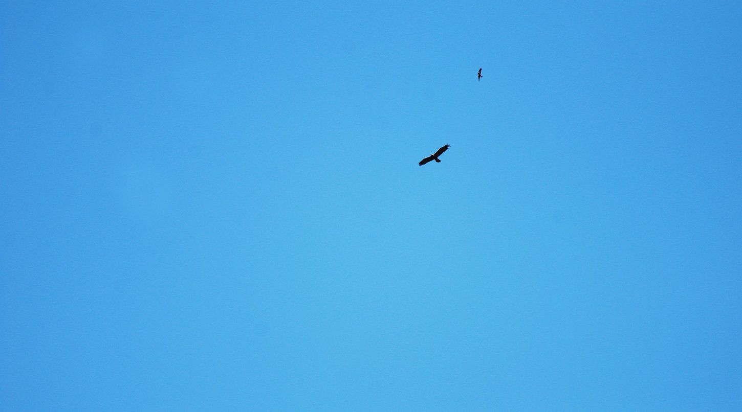 dsc_1712fx.jpg