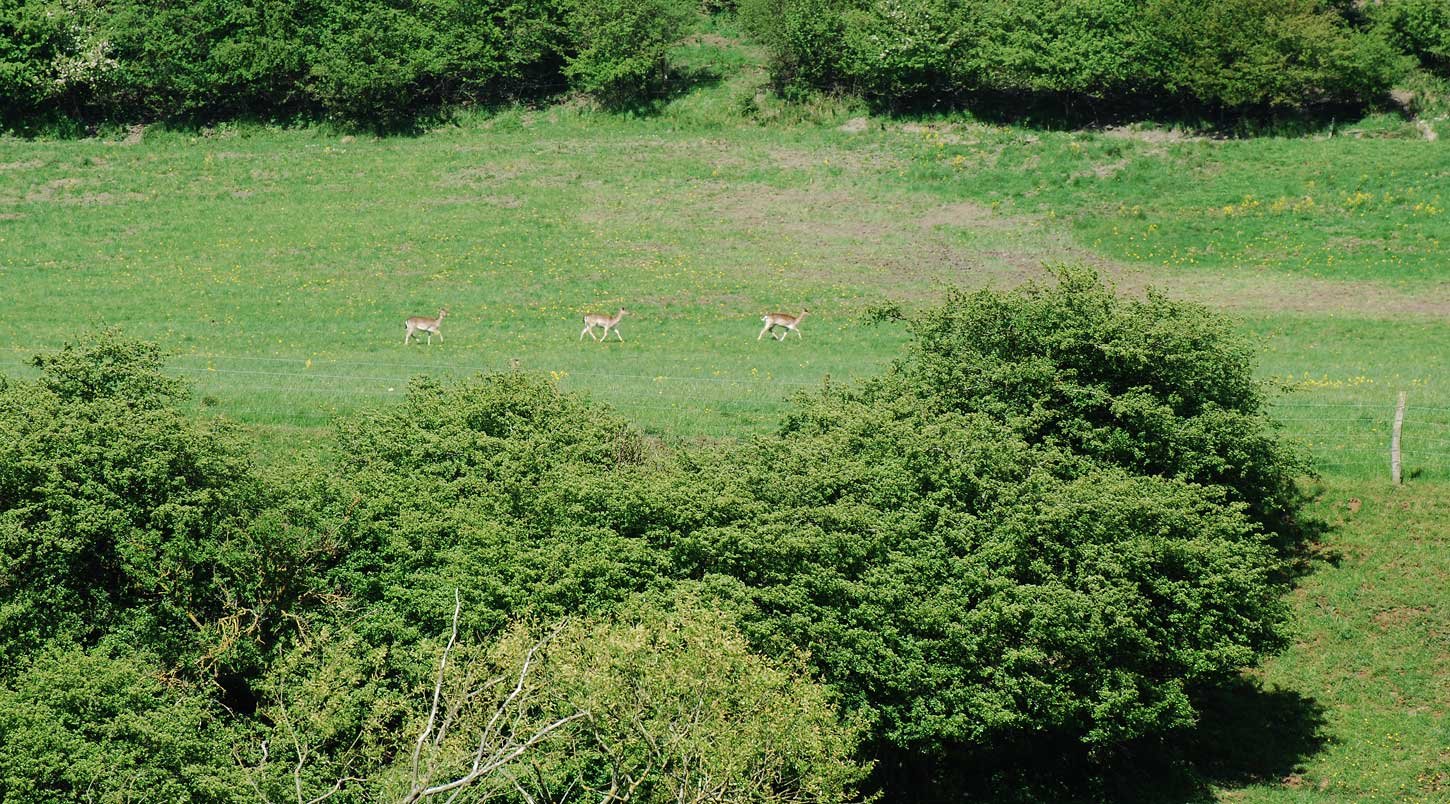 dsc_1727fx.jpg