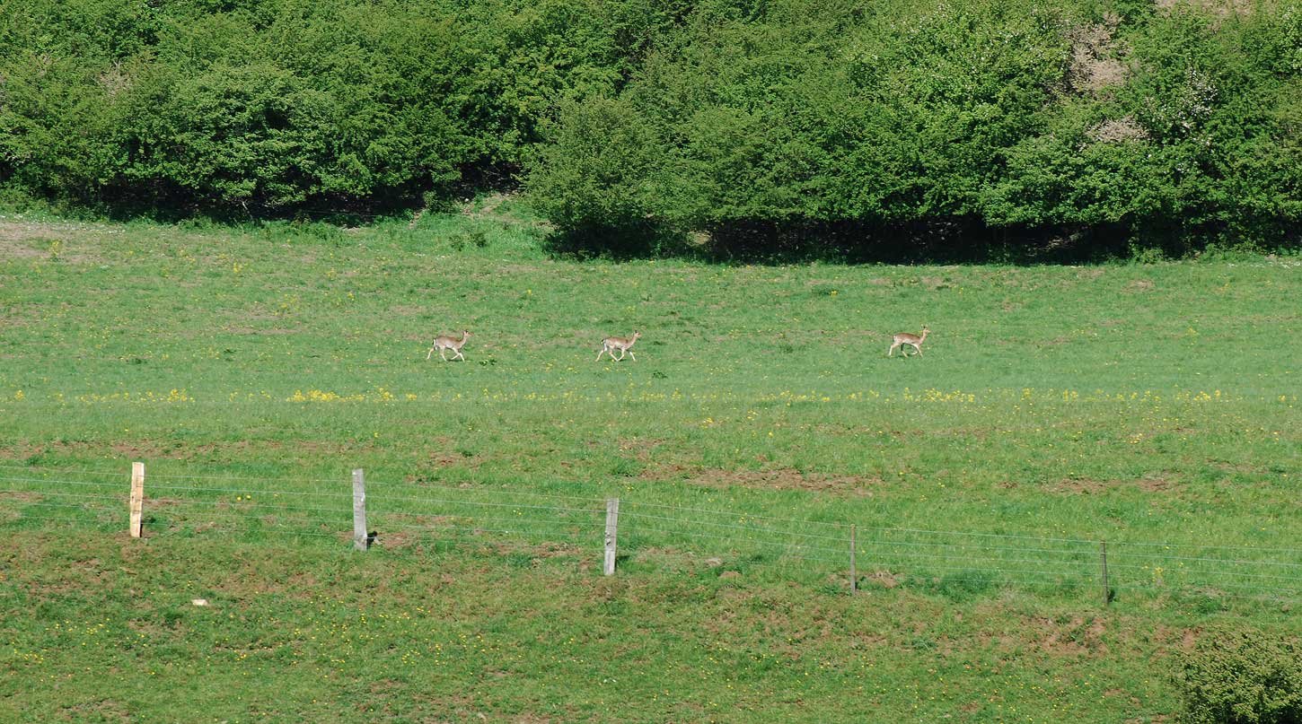 dsc_1733fx.jpg