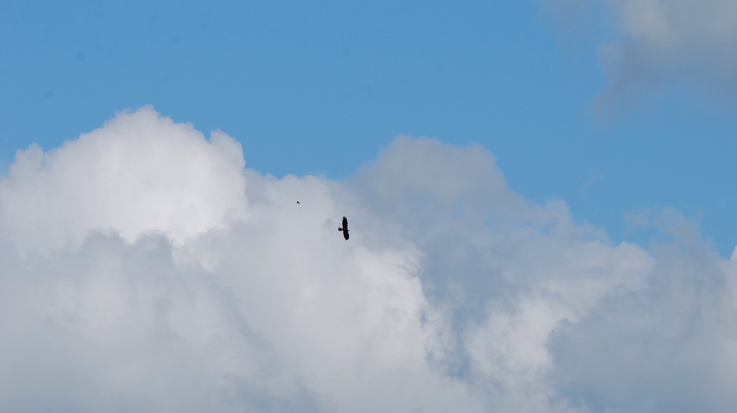 dsc_1746fx.jpg