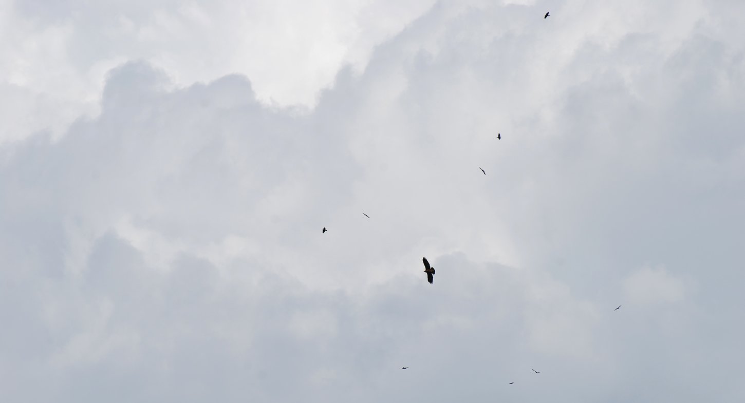 dsc_1759fx.jpg