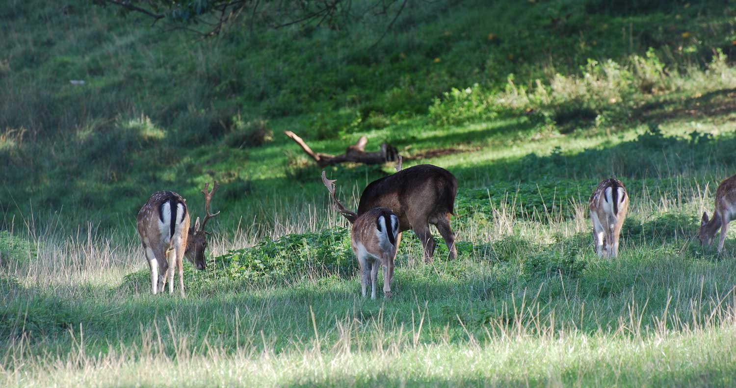 dsc_4241fx.jpg