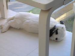 Heatstroke004.jpg