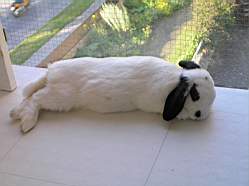 Heatstroke006.jpg